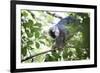 Red Fronted Brown Lemur (Eulemur Rufifrons), Ranomafana National Park, Madagascar Central Highlands-Matthew Williams-Ellis-Framed Photographic Print