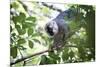 Red Fronted Brown Lemur (Eulemur Rufifrons), Ranomafana National Park, Madagascar Central Highlands-Matthew Williams-Ellis-Mounted Photographic Print