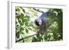 Red Fronted Brown Lemur (Eulemur Rufifrons), Ranomafana National Park, Madagascar Central Highlands-Matthew Williams-Ellis-Framed Photographic Print