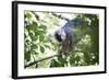 Red Fronted Brown Lemur (Eulemur Rufifrons), Ranomafana National Park, Madagascar Central Highlands-Matthew Williams-Ellis-Framed Photographic Print