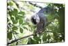 Red Fronted Brown Lemur (Eulemur Rufifrons), Ranomafana National Park, Madagascar Central Highlands-Matthew Williams-Ellis-Mounted Photographic Print