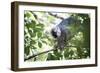 Red Fronted Brown Lemur (Eulemur Rufifrons), Ranomafana National Park, Madagascar Central Highlands-Matthew Williams-Ellis-Framed Photographic Print