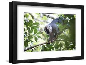 Red Fronted Brown Lemur (Eulemur Rufifrons), Ranomafana National Park, Madagascar Central Highlands-Matthew Williams-Ellis-Framed Photographic Print