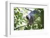 Red Fronted Brown Lemur (Eulemur Rufifrons), Ranomafana National Park, Madagascar Central Highlands-Matthew Williams-Ellis-Framed Photographic Print