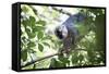 Red Fronted Brown Lemur (Eulemur Rufifrons), Ranomafana National Park, Madagascar Central Highlands-Matthew Williams-Ellis-Framed Stretched Canvas