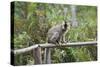 Red-Fronted Brown Lemur (Eulemur Rufus), Andasibe-Mantadia National Park, Madagascar, Africa-G &-Stretched Canvas