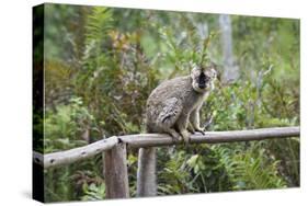 Red-Fronted Brown Lemur (Eulemur Rufus), Andasibe-Mantadia National Park, Madagascar, Africa-G &-Stretched Canvas