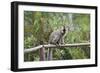 Red-Fronted Brown Lemur (Eulemur Rufus), Andasibe-Mantadia National Park, Madagascar, Africa-G &-Framed Photographic Print