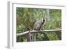 Red-Fronted Brown Lemur (Eulemur Rufus), Andasibe-Mantadia National Park, Madagascar, Africa-G &-Framed Photographic Print