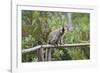 Red-Fronted Brown Lemur (Eulemur Rufus), Andasibe-Mantadia National Park, Madagascar, Africa-G &-Framed Photographic Print