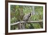 Red-Fronted Brown Lemur (Eulemur Rufus), Andasibe-Mantadia National Park, Madagascar, Africa-G &-Framed Photographic Print