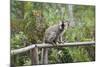 Red-Fronted Brown Lemur (Eulemur Rufus), Andasibe-Mantadia National Park, Madagascar, Africa-G &-Mounted Photographic Print