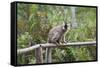 Red-Fronted Brown Lemur (Eulemur Rufus), Andasibe-Mantadia National Park, Madagascar, Africa-G &-Framed Stretched Canvas