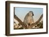 Red-Fronted Brown Lemur (Eulemur Rufus), Andasibe-Mantadia National Park, Madagascar, Africa-G &-Framed Photographic Print