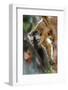 Red-fronted brown lemur, Madagascar-Nick Garbutt-Framed Photographic Print