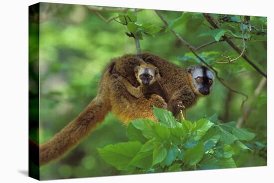 Red-Fronted Brown Lemur Mother Carrying Young-null-Stretched Canvas