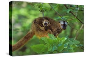 Red-Fronted Brown Lemur Mother Carrying Young-null-Stretched Canvas