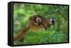 Red-Fronted Brown Lemur Mother Carrying Young-null-Framed Stretched Canvas