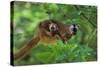 Red-Fronted Brown Lemur Mother Carrying Young-null-Stretched Canvas