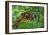 Red-Fronted Brown Lemur Mother Carrying Young-null-Framed Photographic Print