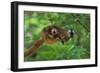 Red-Fronted Brown Lemur Mother Carrying Young-null-Framed Photographic Print