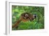 Red-Fronted Brown Lemur Mother Carrying Young-null-Framed Photographic Print