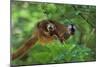 Red-Fronted Brown Lemur Mother Carrying Young-null-Mounted Photographic Print