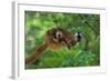 Red-Fronted Brown Lemur Mother Carrying Young-null-Framed Photographic Print