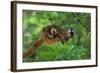 Red-Fronted Brown Lemur Mother Carrying Young-null-Framed Photographic Print