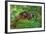 Red-Fronted Brown Lemur Mother Carrying Young-null-Framed Photographic Print