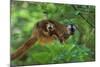Red-Fronted Brown Lemur Mother Carrying Young-null-Mounted Photographic Print