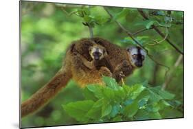 Red-Fronted Brown Lemur Mother Carrying Young-null-Mounted Photographic Print