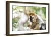 Red-Fronted Lemur (Eulemur Rufifrons), Isalo National Park, Ihorombe Region-Matthew Williams-Ellis-Framed Photographic Print