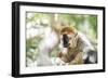 Red-Fronted Lemur (Eulemur Rufifrons), Isalo National Park, Ihorombe Region-Matthew Williams-Ellis-Framed Photographic Print