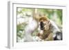 Red-Fronted Lemur (Eulemur Rufifrons), Isalo National Park, Ihorombe Region-Matthew Williams-Ellis-Framed Photographic Print