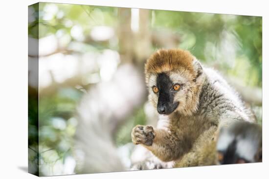 Red-Fronted Lemur (Eulemur Rufifrons), Isalo National Park, Ihorombe Region-Matthew Williams-Ellis-Stretched Canvas