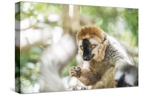 Red-Fronted Lemur (Eulemur Rufifrons), Isalo National Park, Ihorombe Region-Matthew Williams-Ellis-Stretched Canvas