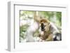 Red-Fronted Lemur (Eulemur Rufifrons), Isalo National Park, Ihorombe Region-Matthew Williams-Ellis-Framed Photographic Print