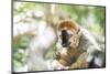 Red-Fronted Lemur (Eulemur Rufifrons), Isalo National Park, Ihorombe Region-Matthew Williams-Ellis-Mounted Photographic Print