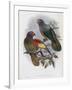 Red Fronted Lory-John Gould-Framed Giclee Print