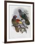 Red Fronted Lory-John Gould-Framed Giclee Print