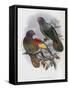 Red Fronted Lory-John Gould-Framed Stretched Canvas