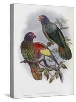 Red Fronted Lory-John Gould-Stretched Canvas