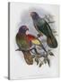 Red Fronted Lory-John Gould-Stretched Canvas