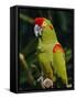 Red Fronted Macaw Portrait-Lynn M. Stone-Framed Stretched Canvas