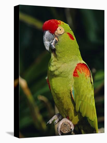 Red Fronted Macaw Portrait-Lynn M. Stone-Stretched Canvas