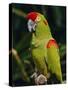 Red Fronted Macaw Portrait-Lynn M. Stone-Stretched Canvas