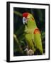 Red Fronted Macaw Portrait-Lynn M. Stone-Framed Photographic Print