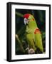 Red Fronted Macaw Portrait-Lynn M. Stone-Framed Photographic Print