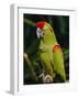 Red Fronted Macaw Portrait-Lynn M. Stone-Framed Photographic Print